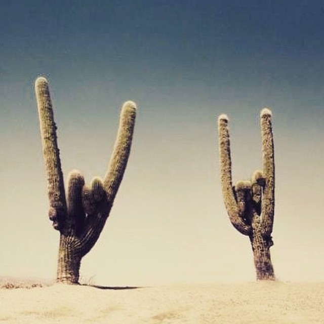 malditos-cactus