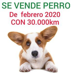 Se vende perro